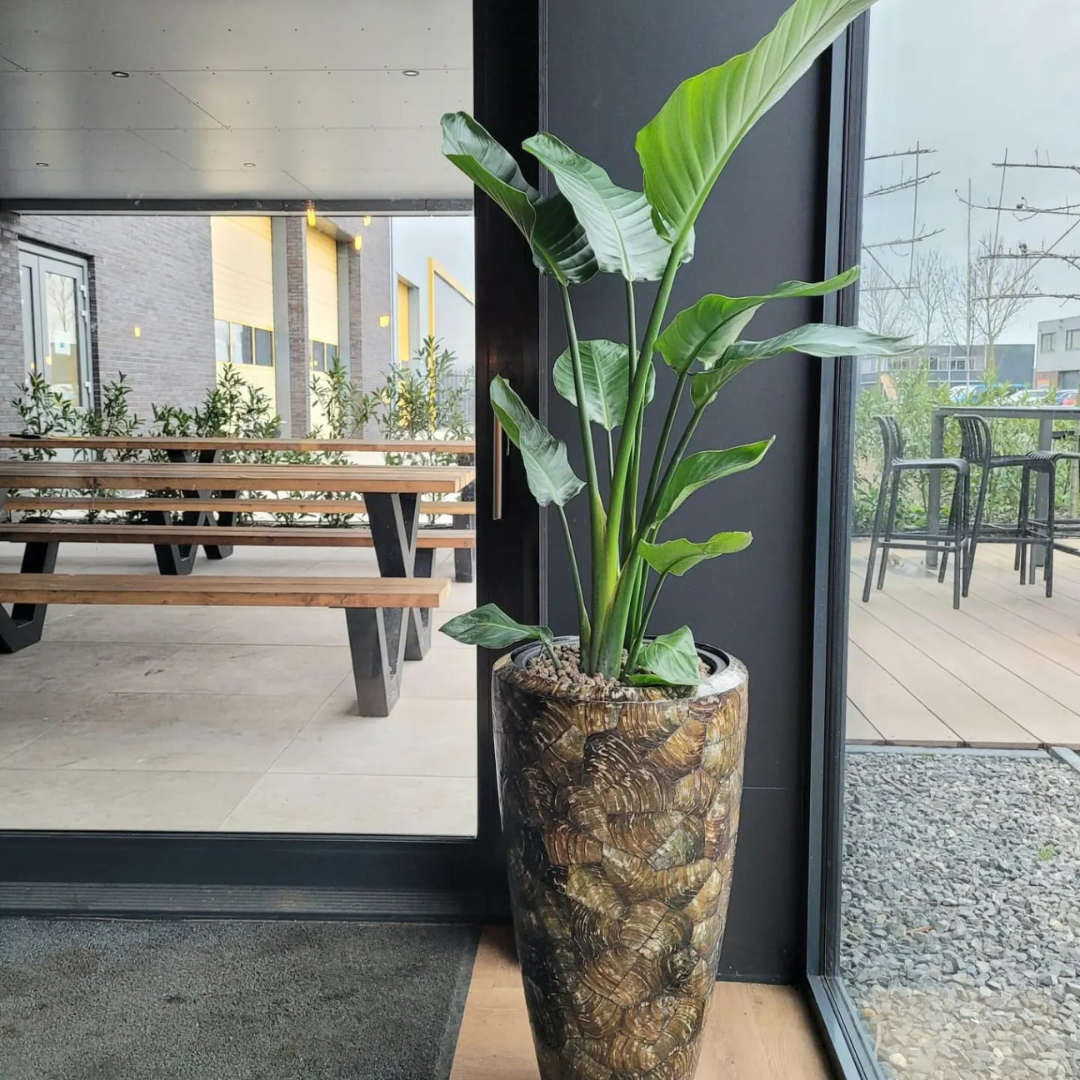 Interieurbeplanting