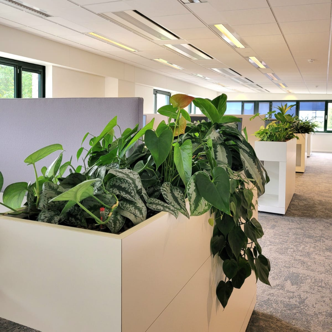 Plantendividers